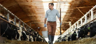 Farmer feeding cows