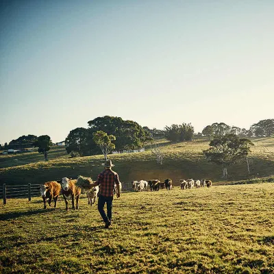 Farmer in pasture with cows