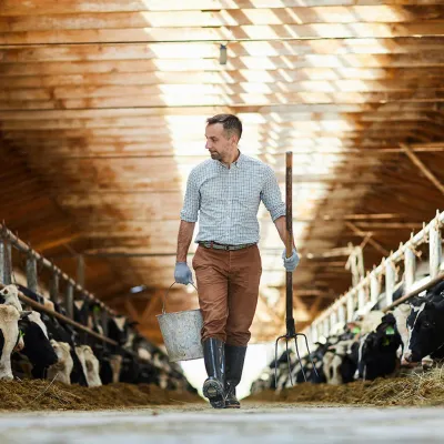 Cattle farmer in barn with cows